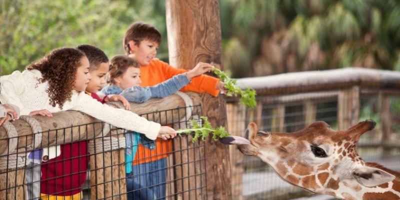 Animal Conservation Heroes: Teaching Children About Wildlife Protection Through Petting Zoo Experiences